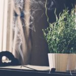Lavender Incense Sticks